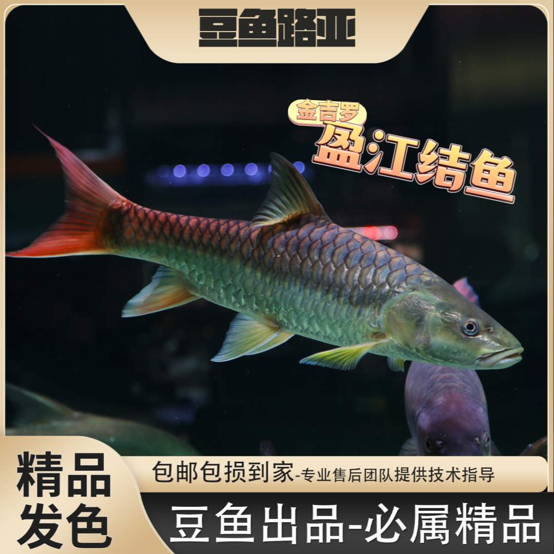 【豆爸专属盈江福利活动】盈江结鱼苗子吉罗鱼原生鱼精品金吉罗