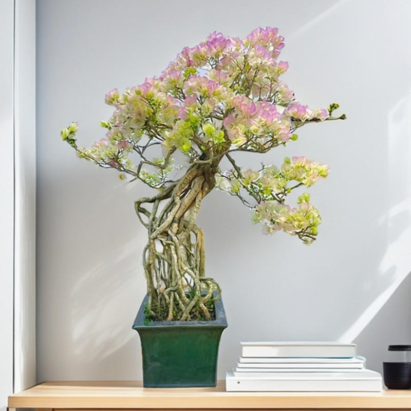 提根三角梅盆景盆栽阳台开花植物绿樱红樱老桩大棵一物一拍带盆