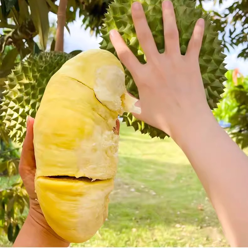 榴莲树果苗特大嫁接果树金枕猫山王榴莲南方北方种植当年结果四季