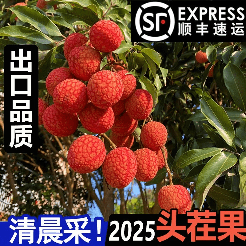 【京东顺丰冷链】广东白糖罂荔枝茂名大果鲜嫩当季现摘香甜核小箱装