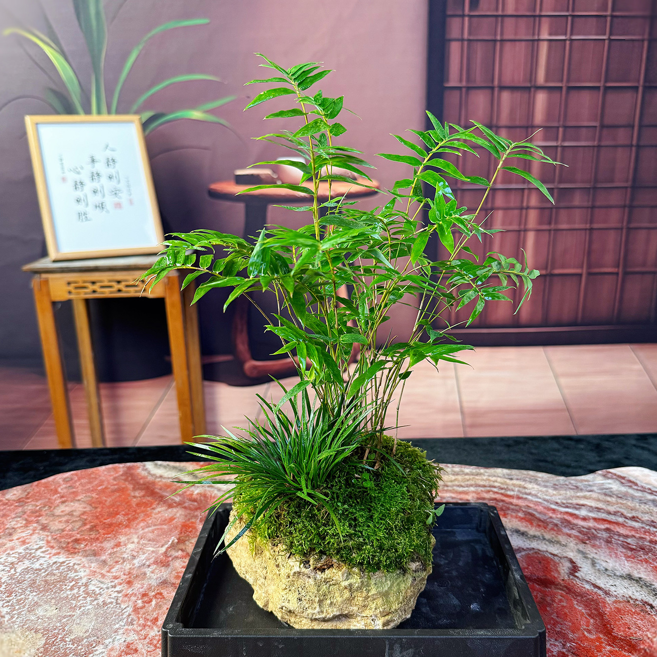 【米竹】吸水石米竹水培室内盆栽净化好养绿植文昌凤尾竹凤尾竹阳台