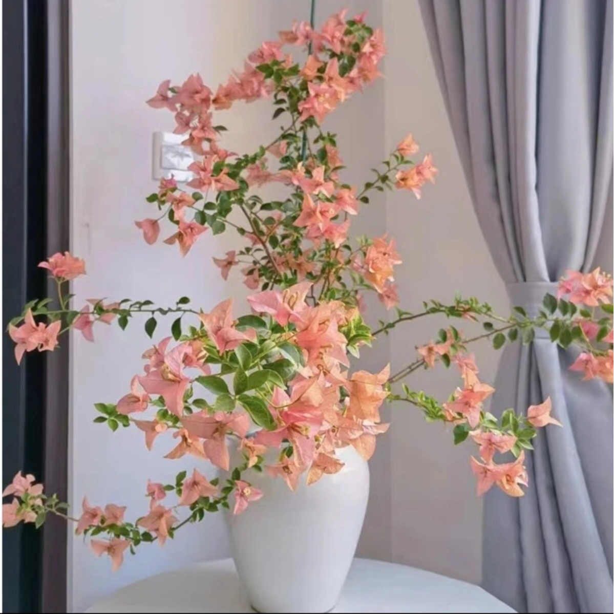 【卡亚塔】三角梅勤花可爬可飘四季好养不带花