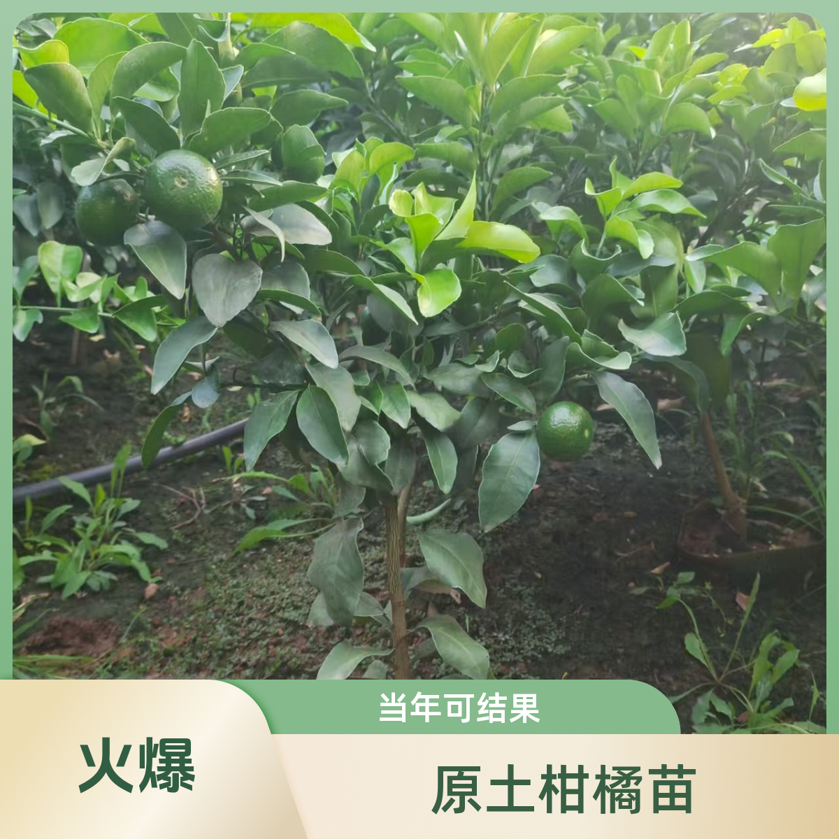 果树苗水果树桔子桔子树出售直播清香原土原杯柑橘苗成都包邮橘子