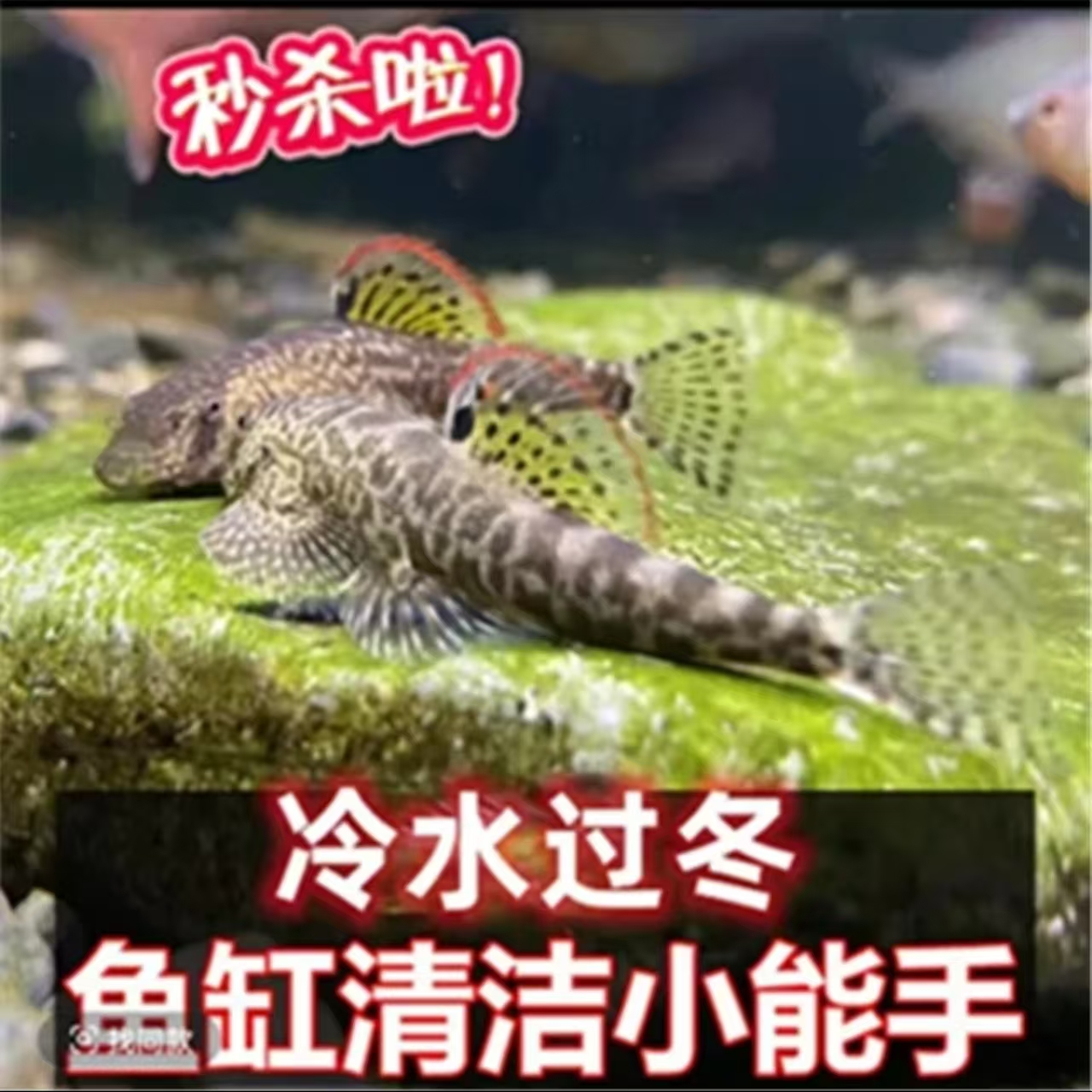 提前过冬 小精灵吸鳅  工具鱼 冷水鱼 淡水 原生鱼 吃残渣擦玻璃