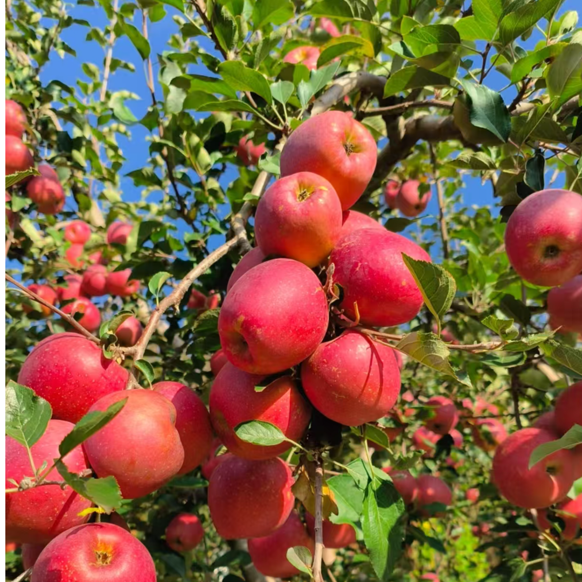 【云南昭通脆甜丑苹果】2025年新果甜蜜苹果现摘先发脆甜糖心苹果