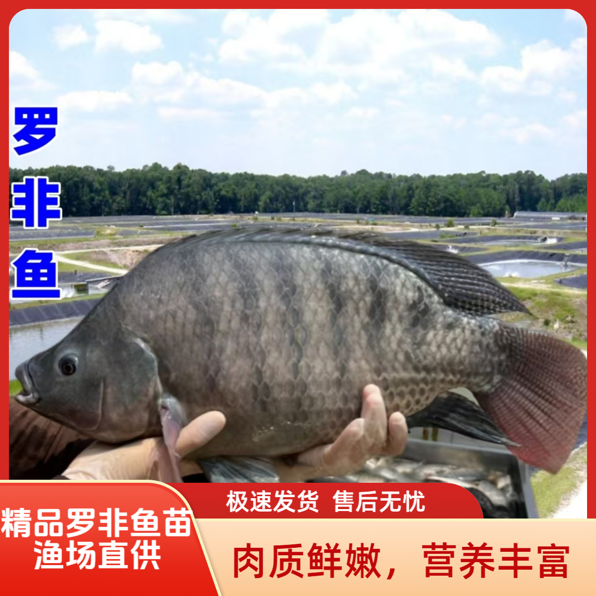 【精品罗非鱼苗】正宗海南一号单雄性罗非鱼苗活鱼快大种批发