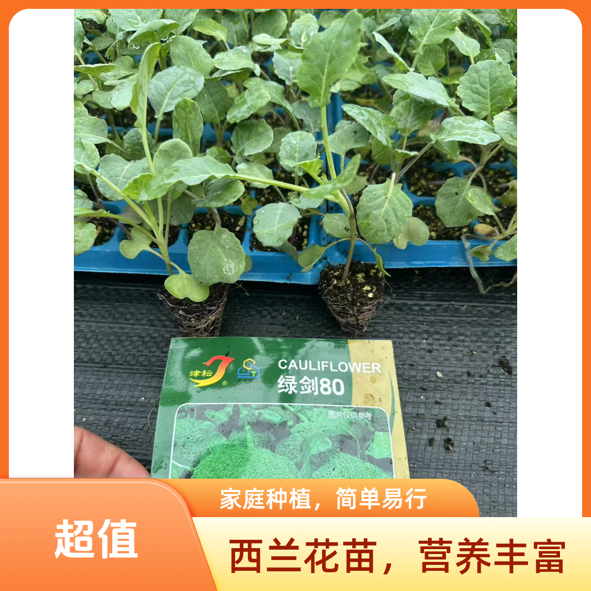 西兰花秧苗优质高产耐寒耐热可四季播种阳台盆栽