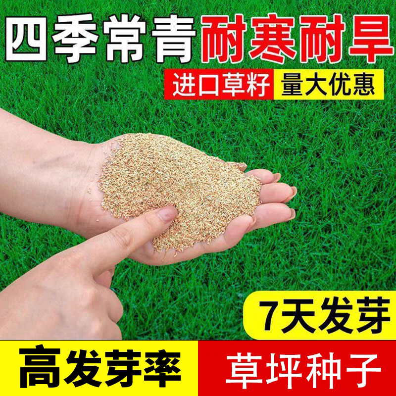 草坪草籽四季常青护坡狗牙根马尼拉地毯草种子百慕大黑麦草种籽孑