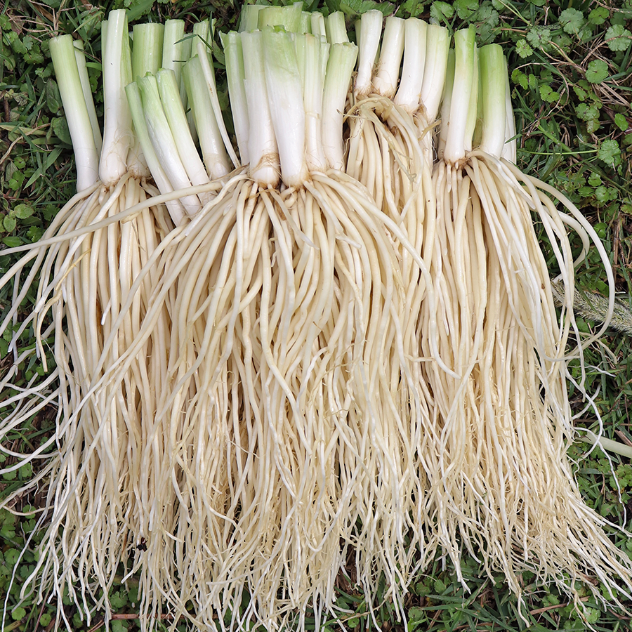 云南特产苤菜根 新鲜现挖 拌佤味鸡脚/牛皮必不可少 还可炒肉煲汤