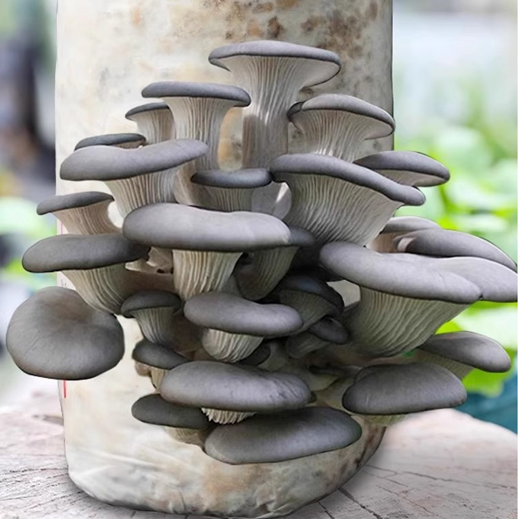 蘑菇种植包家种菌种菌包平菇磨菇种批发可食用自种