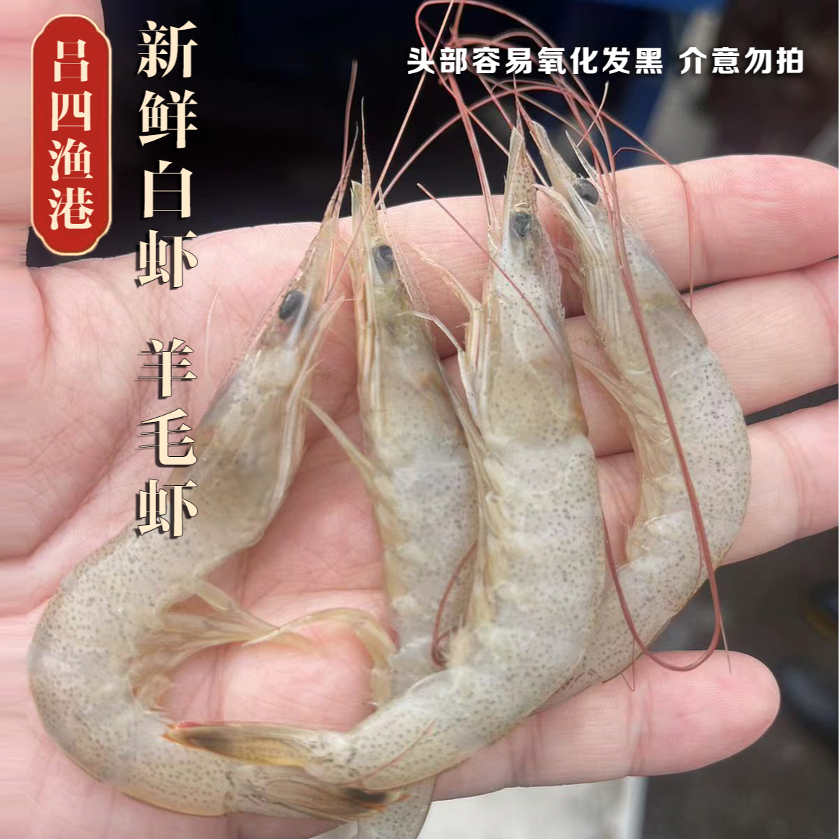 吕四野生  小白虾  羊毛虾