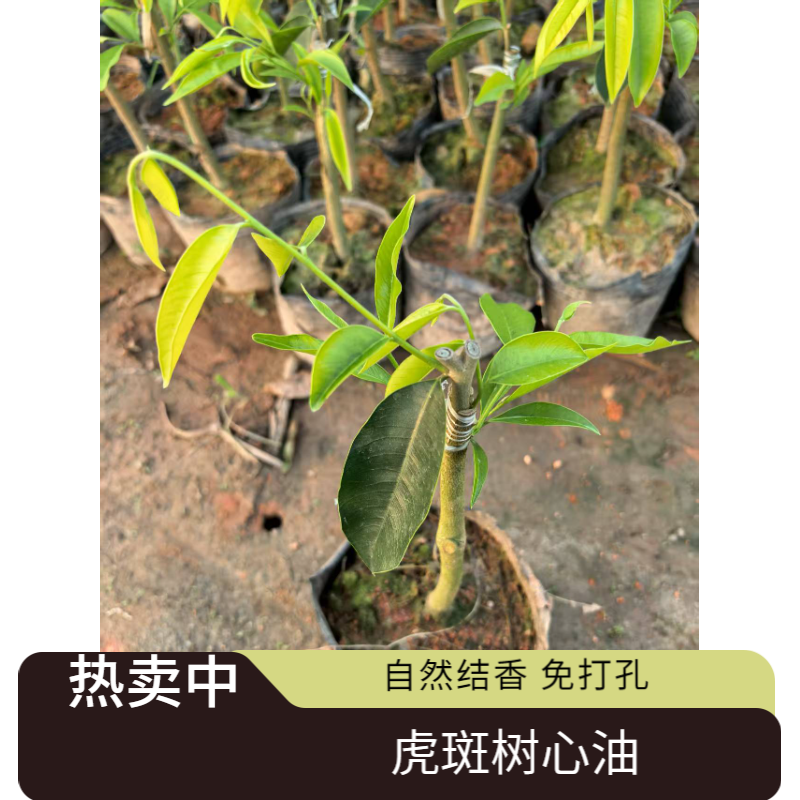 产地直发正品虎斑树心油2号品种奇楠沉香小苗自然结香正宗包邮
