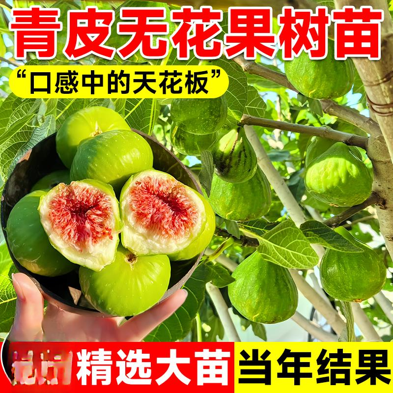 威海青皮无花果树果苗盆栽特大果老桩阳台种植水果树庭院四季耐寒