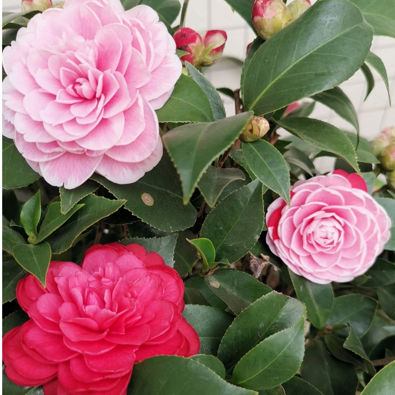 {加大加高70cm-90cm} 多色茶花树苗盆栽花卉耐寒好养室内庭院