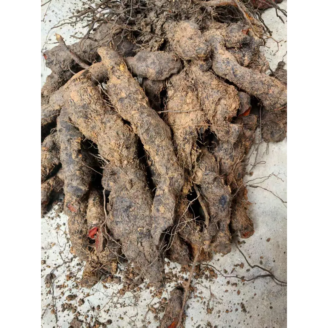 福建[南岩老王]深山采挖新鲜薯莨食用鸡血莲血母250~500g