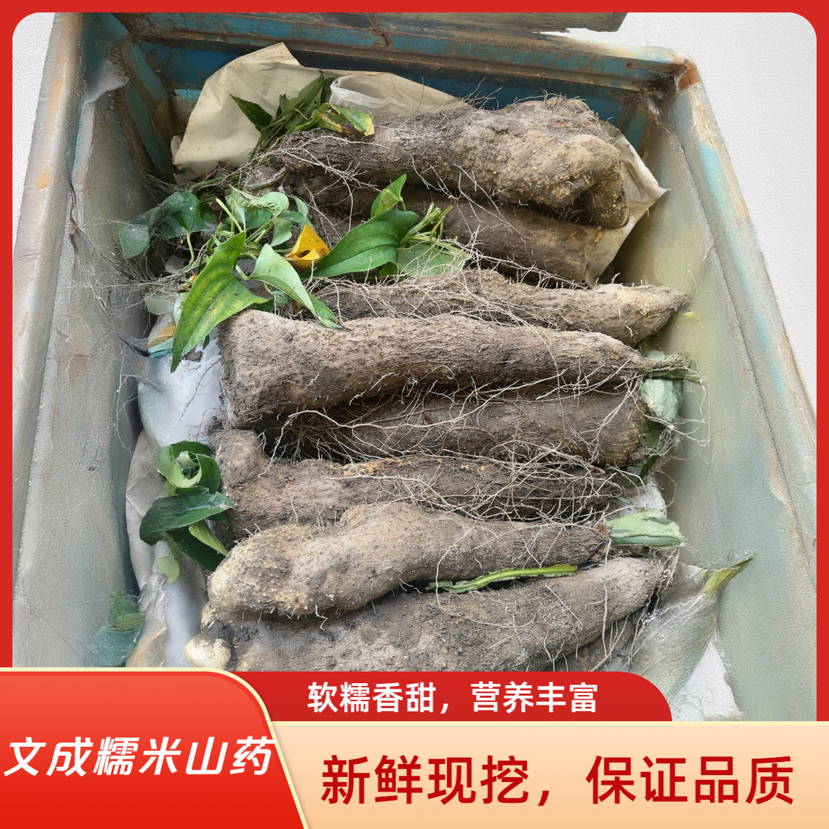 【精灵专属】文成特产正宗糯米山药高山早熟包糯新鲜现挖包邮直达