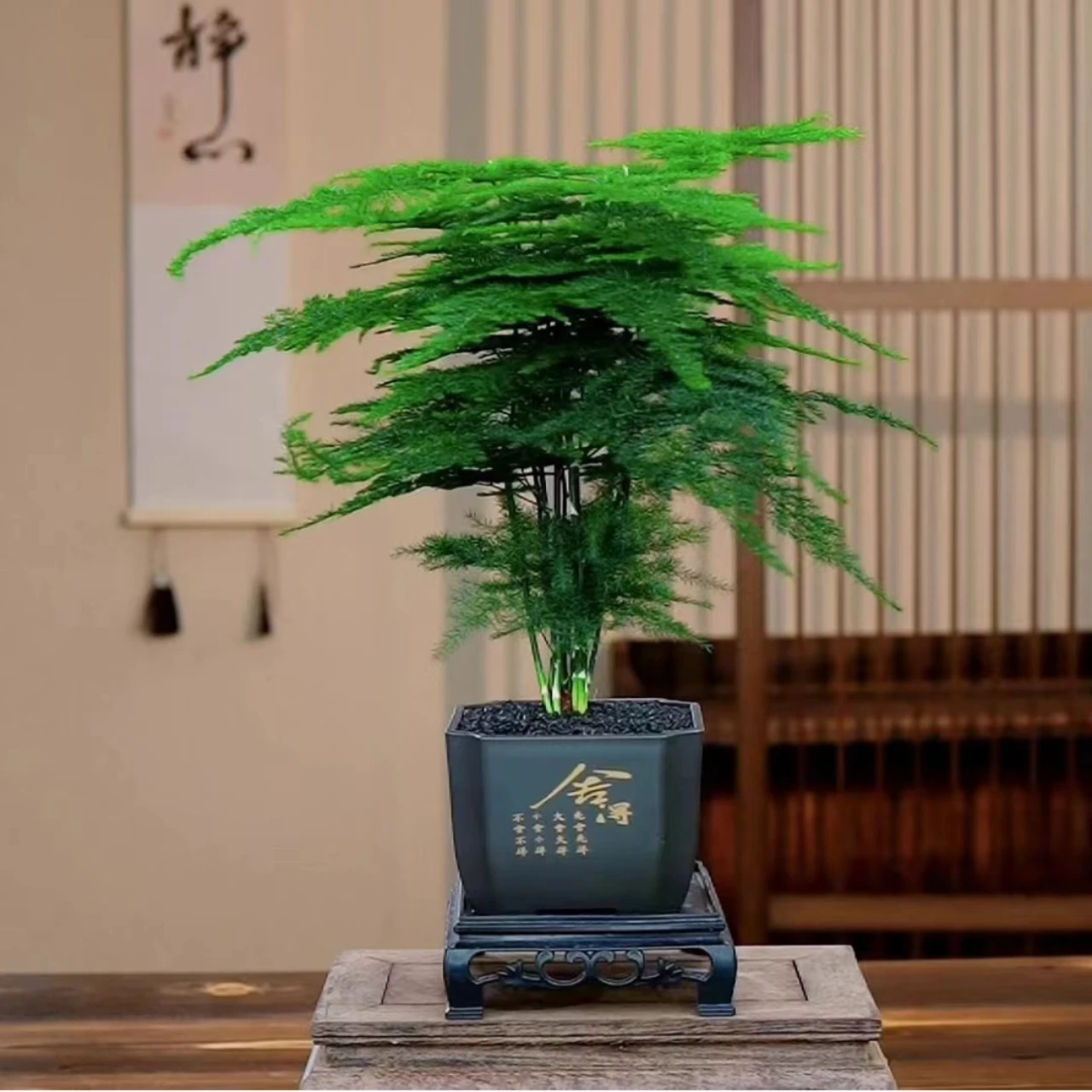 【福利价】舍得文竹盆栽室内植物办公室客厅桌面禅意绿植四季常青