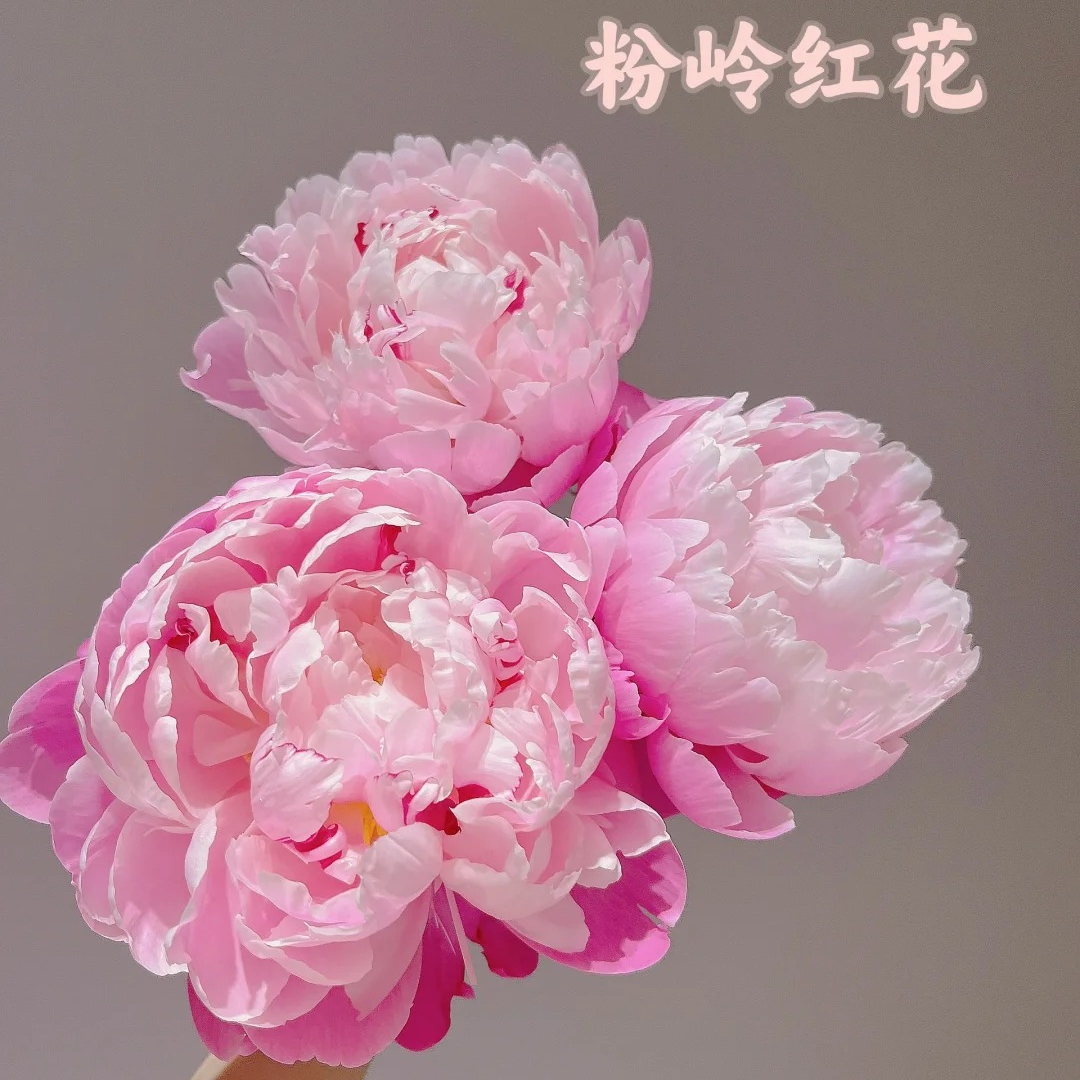 现货【粉岭红花】重瓣芍药直播间芍药基地直发高品质鲜切花生活鲜花