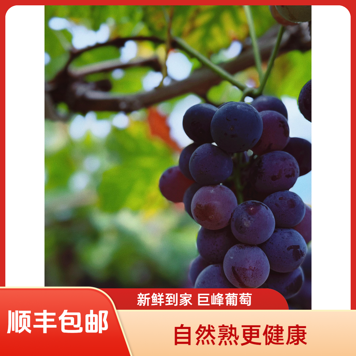 【顺丰包邮】东北农家巨峰葡萄自然熟无农残当季新鲜水果产地直发