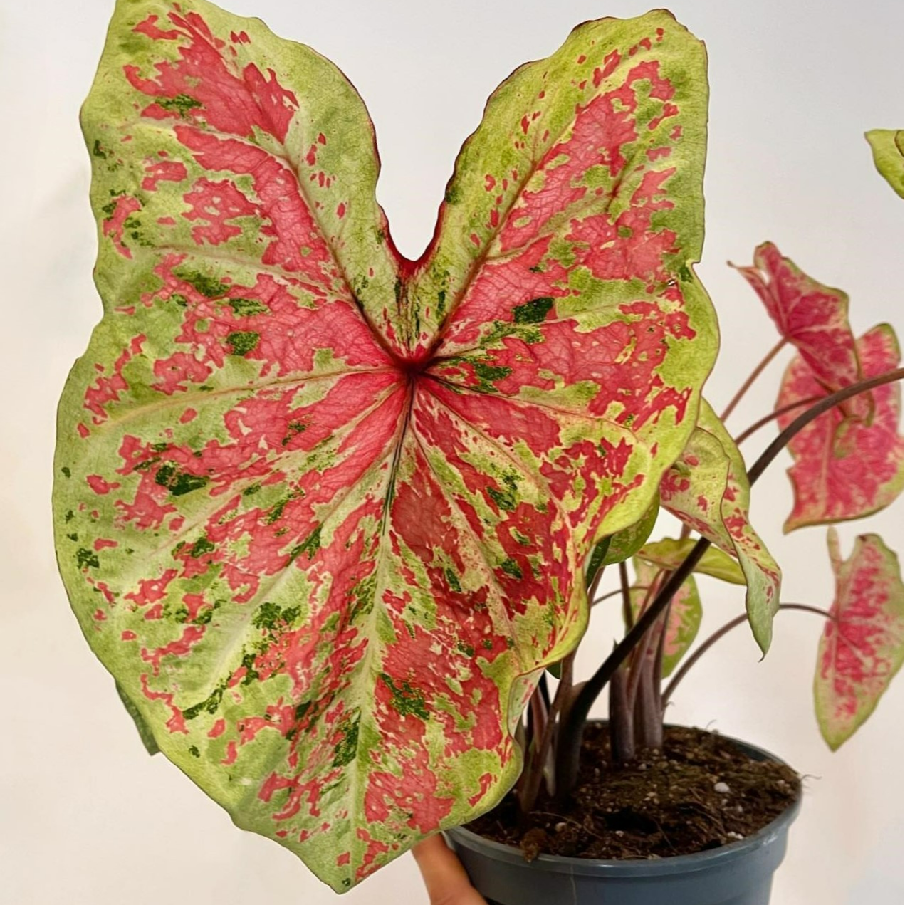 花信彩叶芋种球大球粉色飞溅白色恋人桌面盆栽观叶植物室内绿植