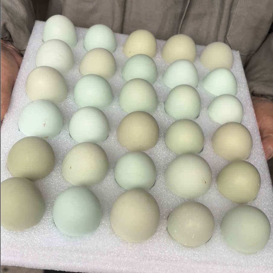 崇明岛 跃进农场 无抗绿壳蛋  初生蛋