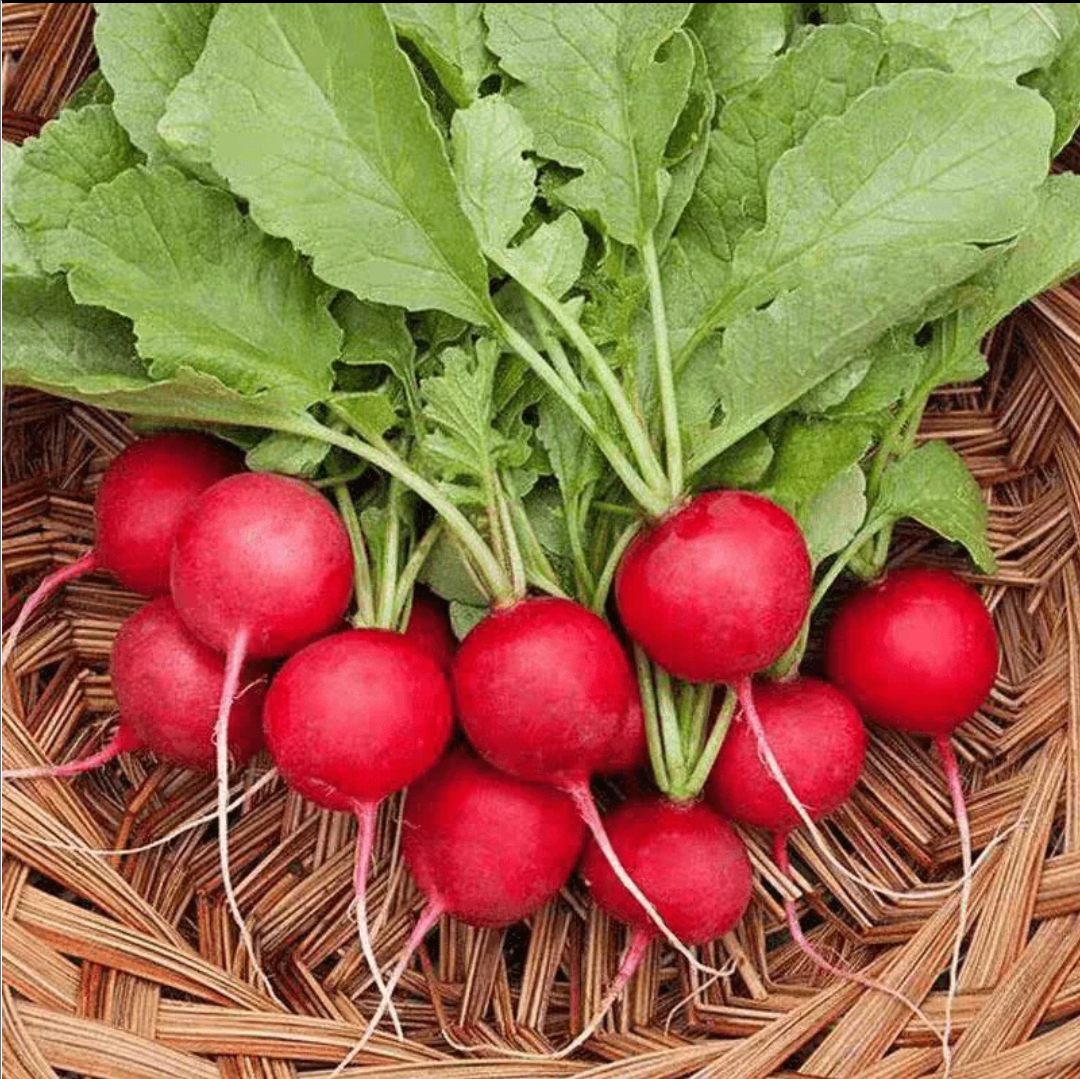 四季樱桃萝卜红皮白肉脆甜多汁新鲜蔬菜阳台种