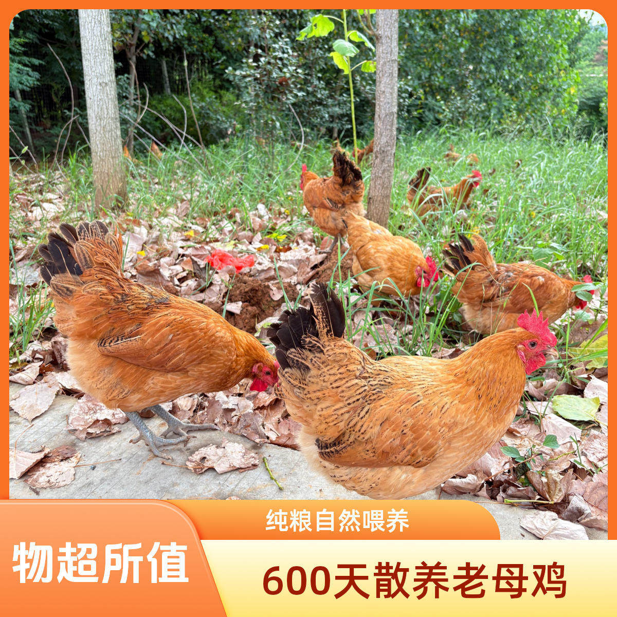 顺丰｜600天散养黄油土鸡老母鸡纯粮｜带内脏现宰现发净重发货