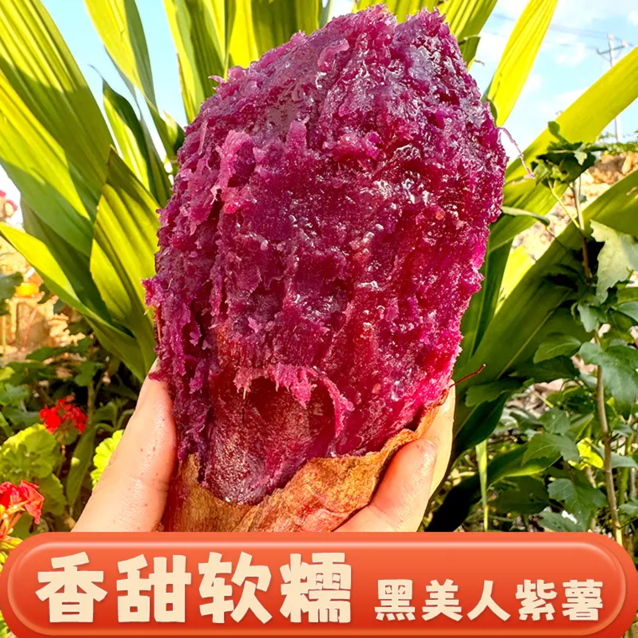 【5斤礼盒装】云南高山黑美人紫薯现挖现发甜糯粗粮代餐糖心红薯