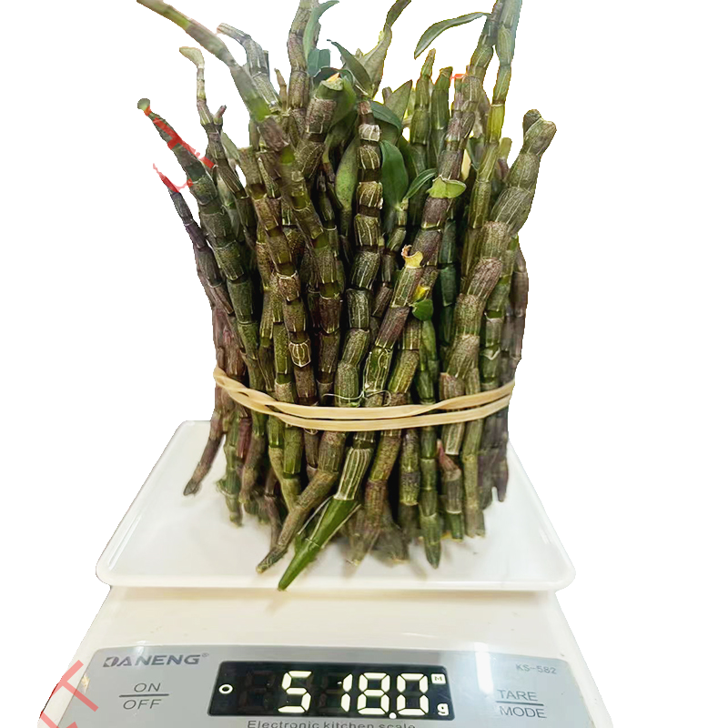 新鲜现采铁皮石斛鲜条可煲汤榨汁滋补养生食材云南高山露天仿野生