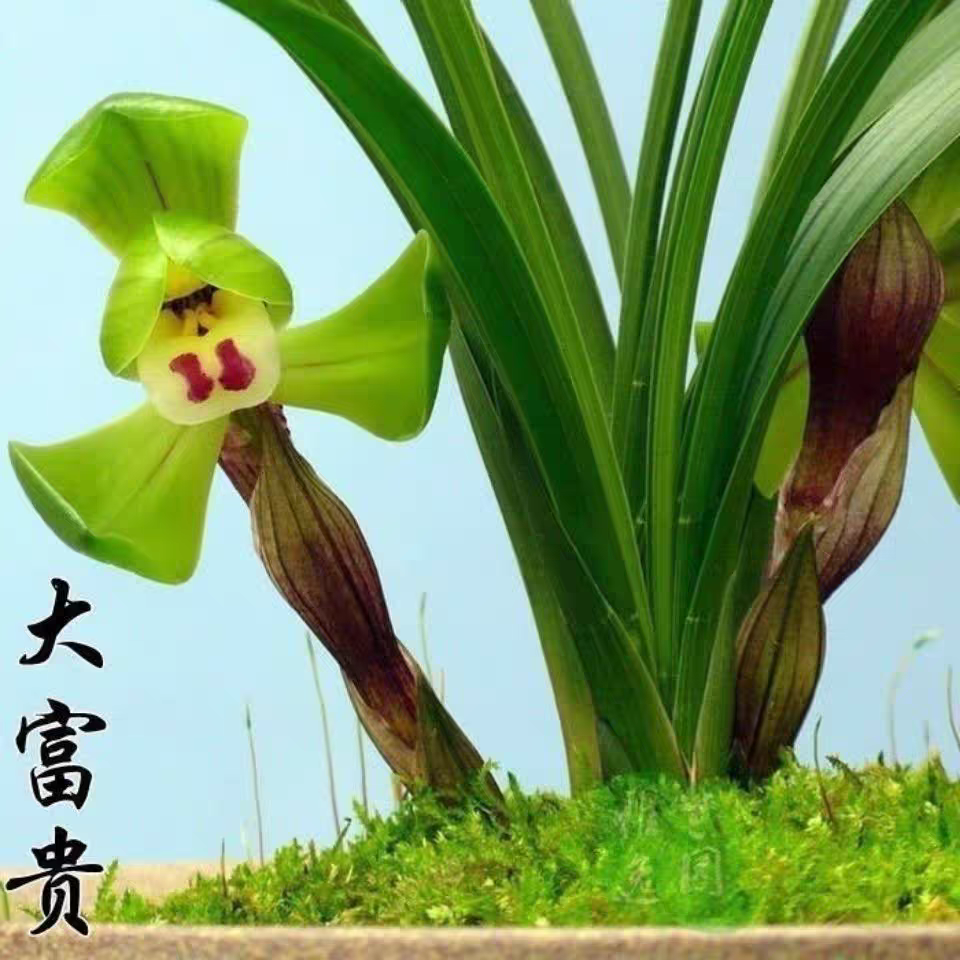 《原生老种》春兰三大名荷  大富贵 浓香正格荷瓣好养易活兰花