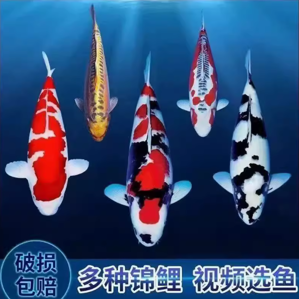 锦鲤鱼活鱼冷水淡水鱼苗观赏鱼金鱼小型好养耐活纯种红白三色