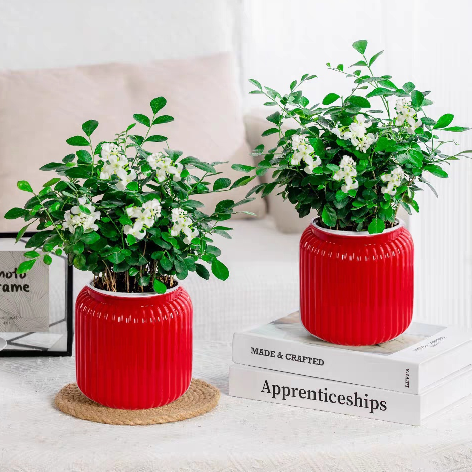 【买一发2套】九里香盆栽室内办公客厅桌面绿植净化空气驱蚊虫植物q