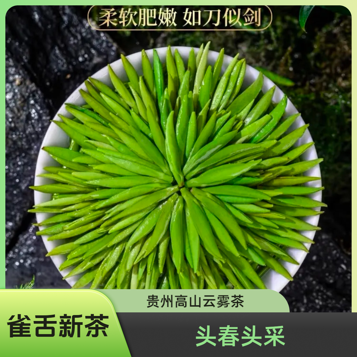 贵州雀舌2025年新茶明前兰花香型