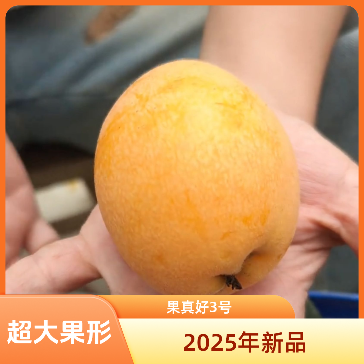 【新品 果真好3号】超大果型柿子树金桔黄肉枇杷树苗地栽盆栽树纯甜