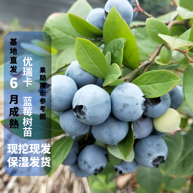 优瑞卡蓝莓树苗组培蓝莓苗盆栽地栽抗寒抗旱云南贵州南北方种植