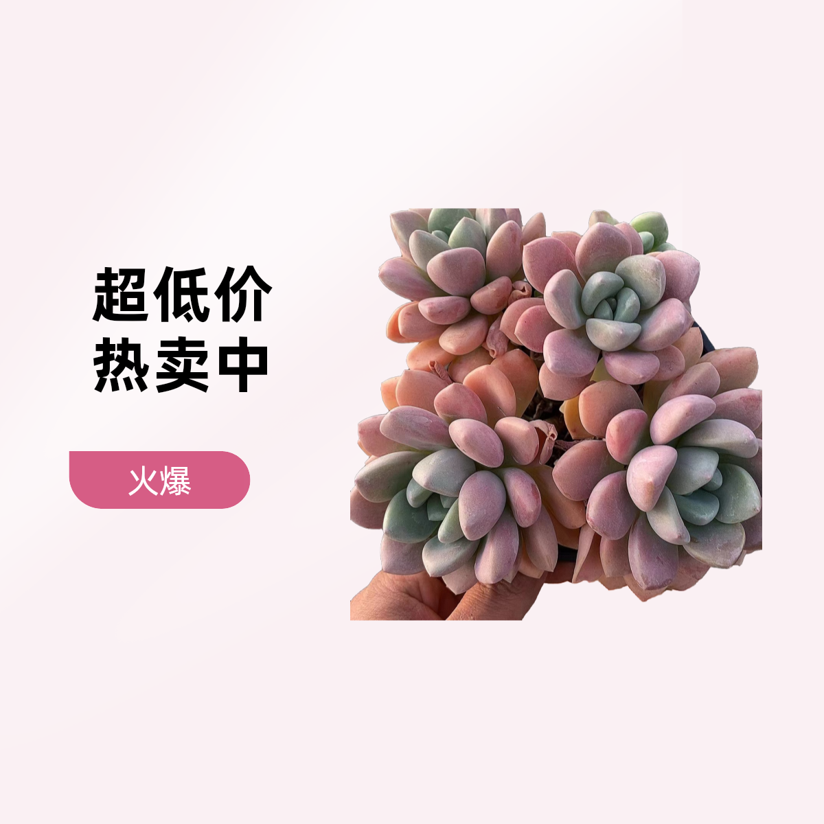 花斑鹿老桩全状态    熊猫多肉 （满19包邮）庭院美观