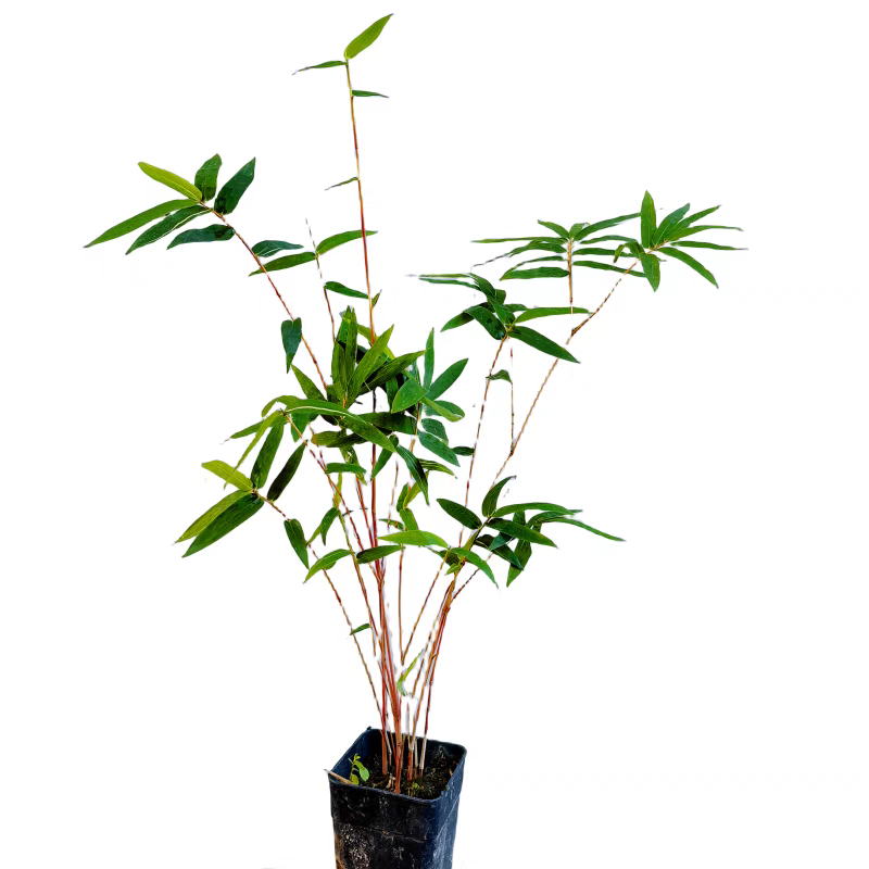 红观音竹红寒竹内门竹室内水培绿植盆景庭院四季常青好养植物盆栽