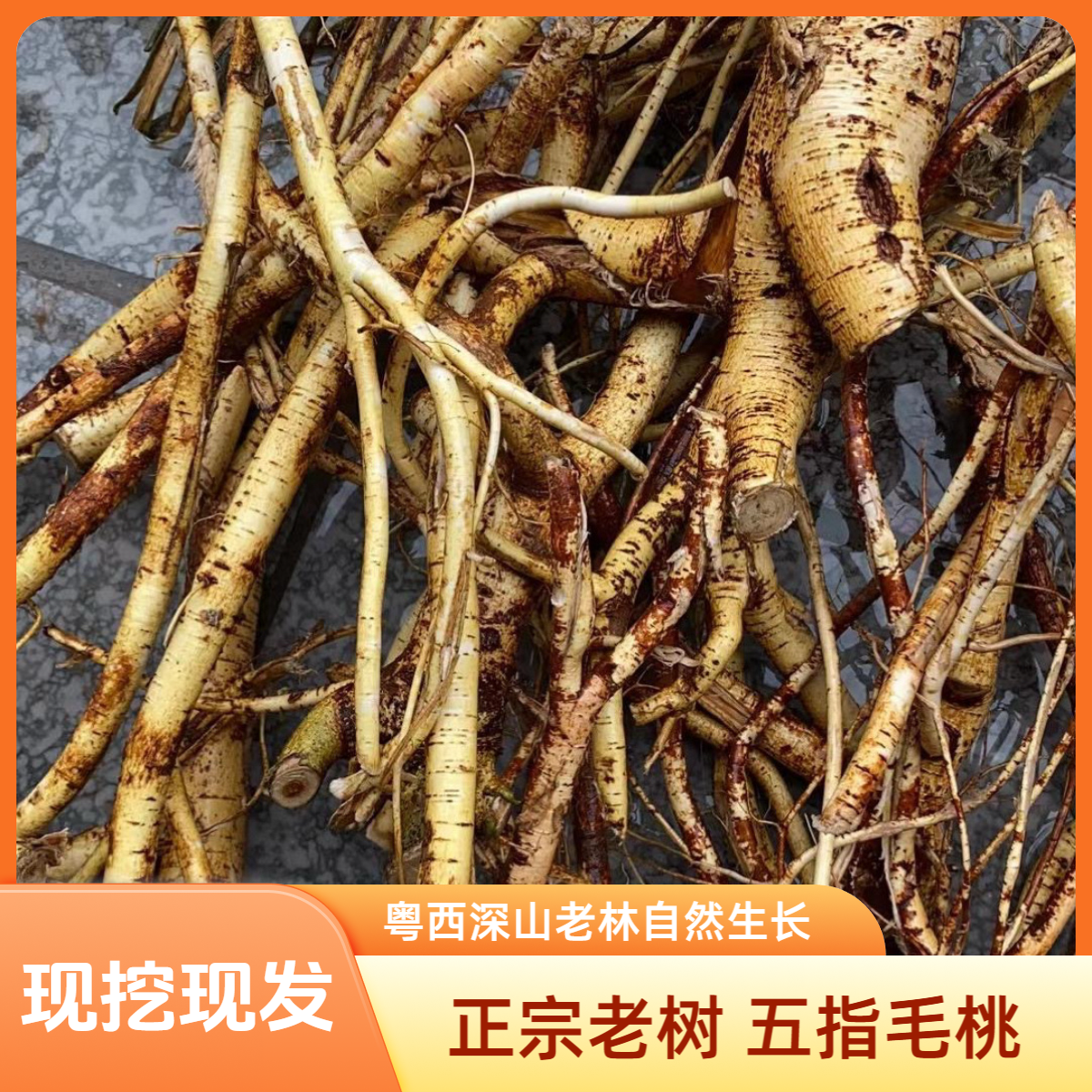 （新鲜发货）纯野五指毛桃粤西农村野生深山老林自然生长香味浓郁
