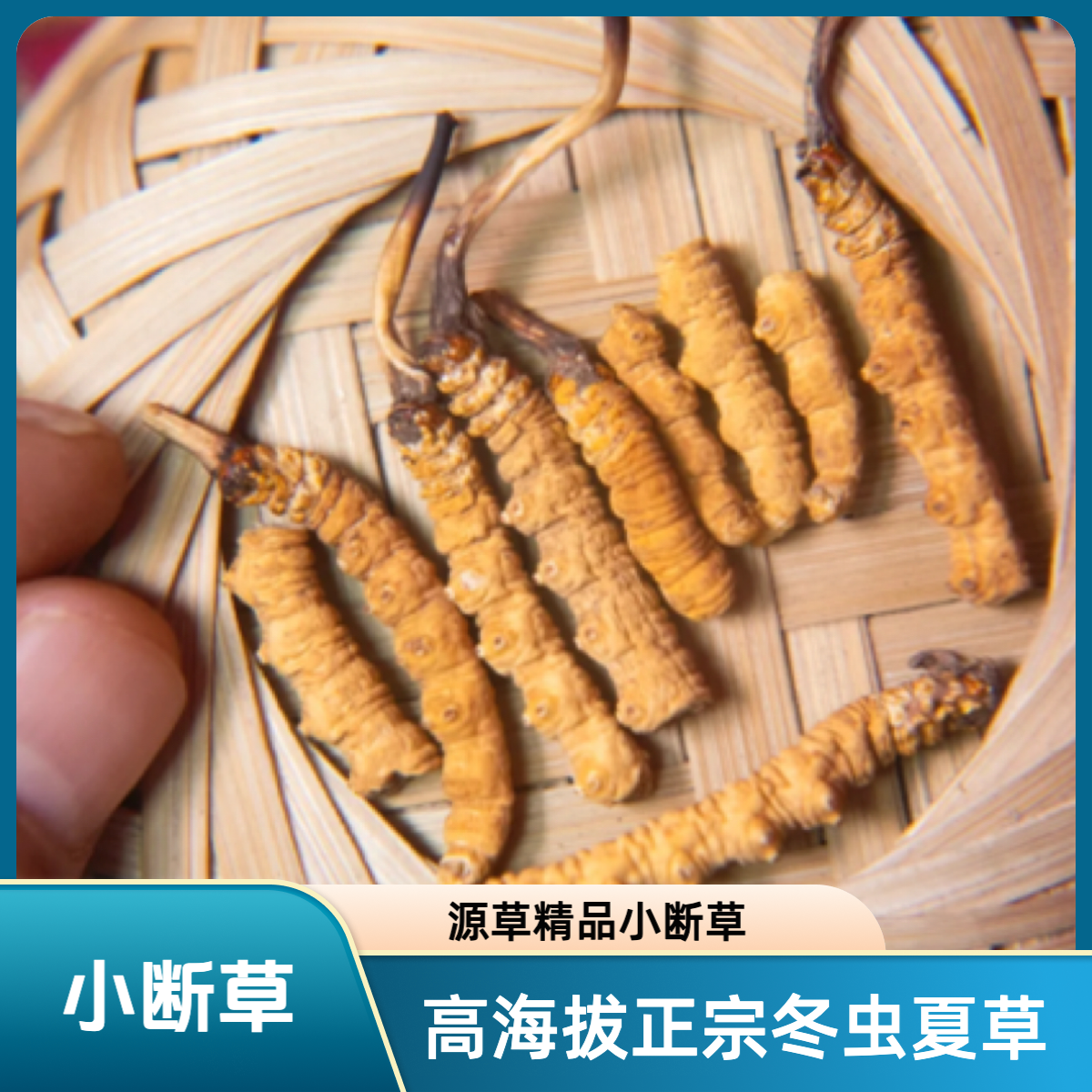 源草滋补专营店【小断草】那曲玉树官方直营店 高海拔正宗冬虫