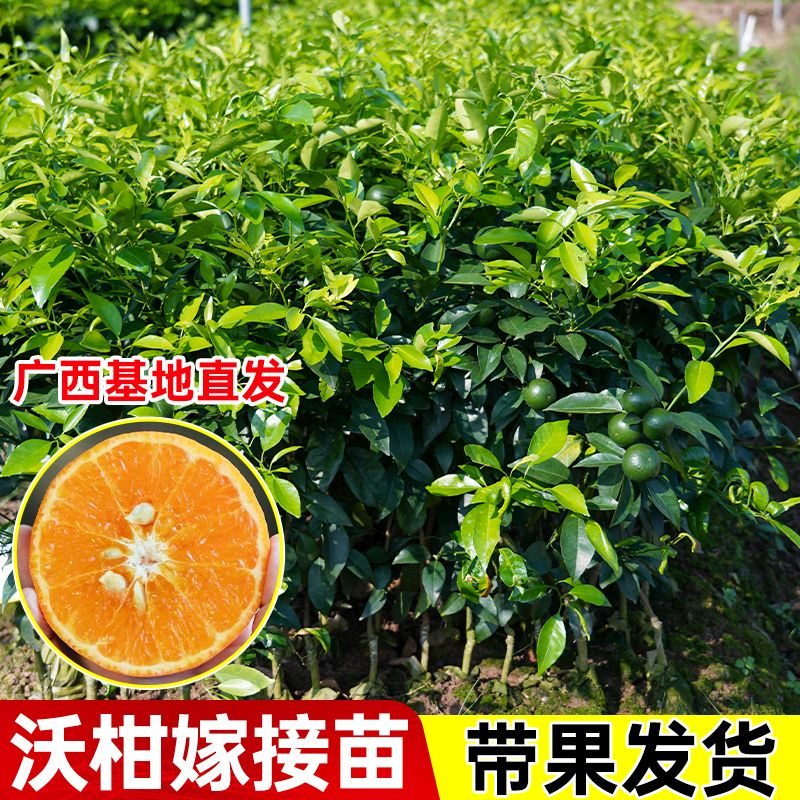 带果沃柑泥球苗嫁接无核泥球苗地栽带果嫁接橘子沃柑泥球树苗直发