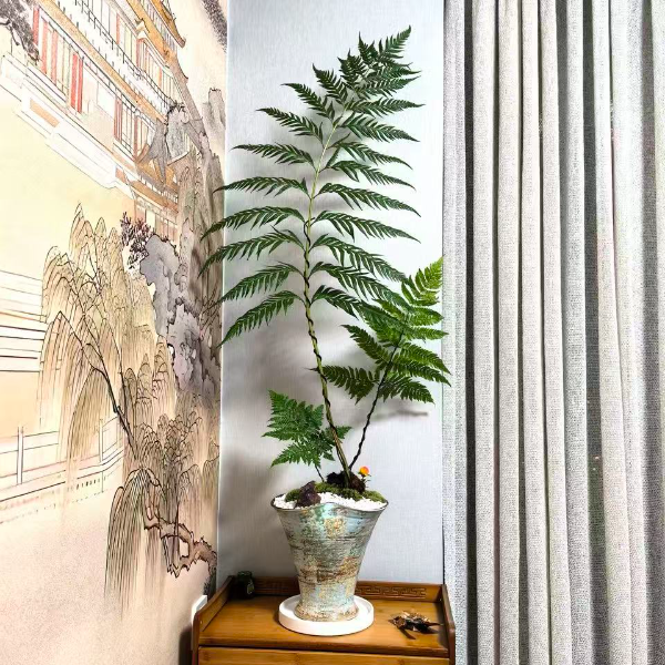 蕨类植物盆栽室内水培苔藓球禅意绿植盆栽（不含盆）直播间一物一拍