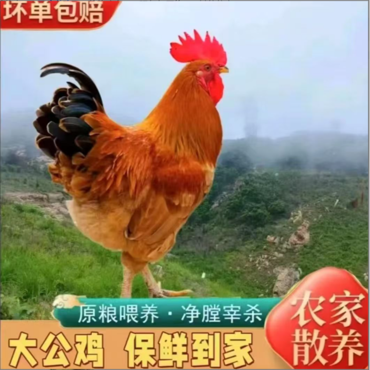 【拍一发三只】农家散养大公鸡净膛发货