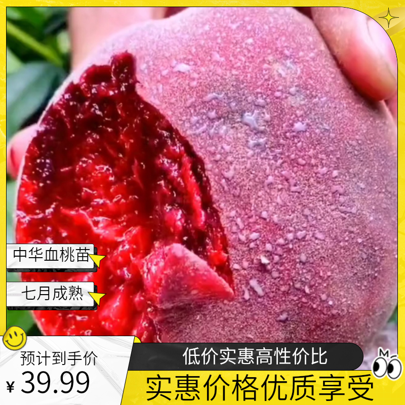 中华血桃树苗：中桃二十五号 七月份成熟