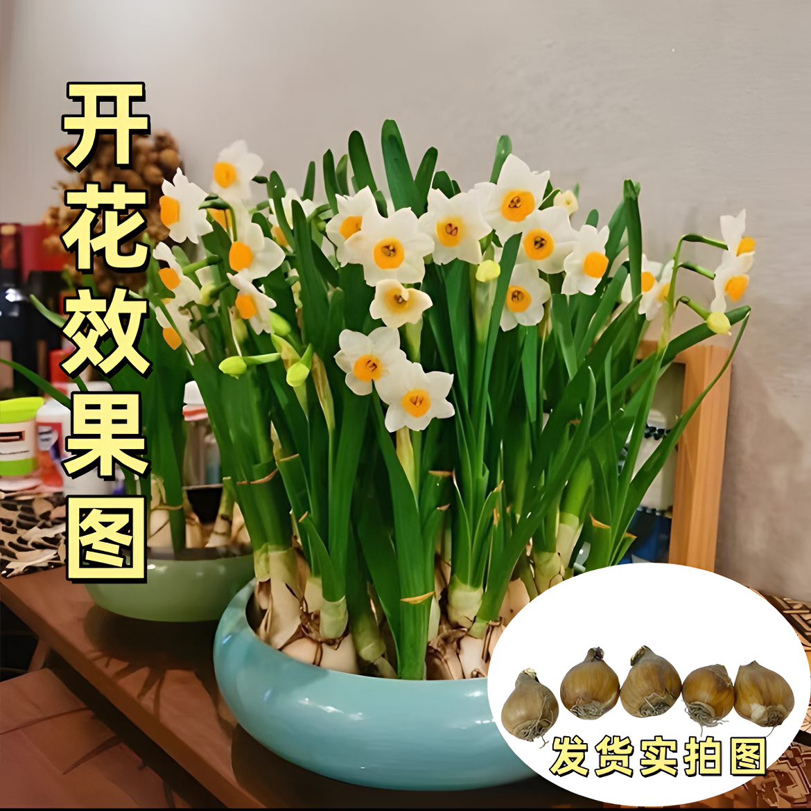 好养水仙花种球水养四季开花室内外客厅冬季水培植物绿植