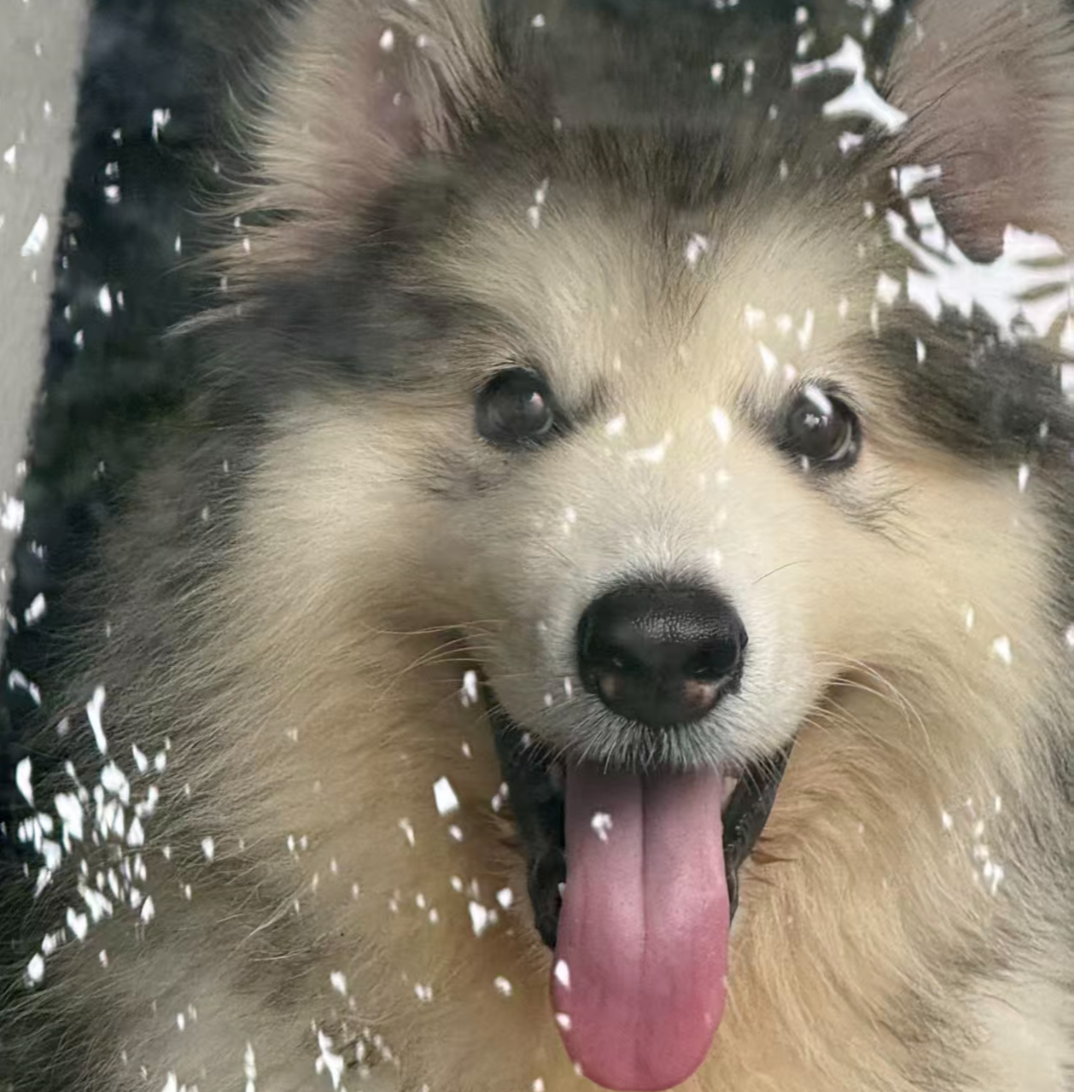 灰桃熊版阿拉斯加精品宠物狗狗大型伴侣犬伯恩山犬