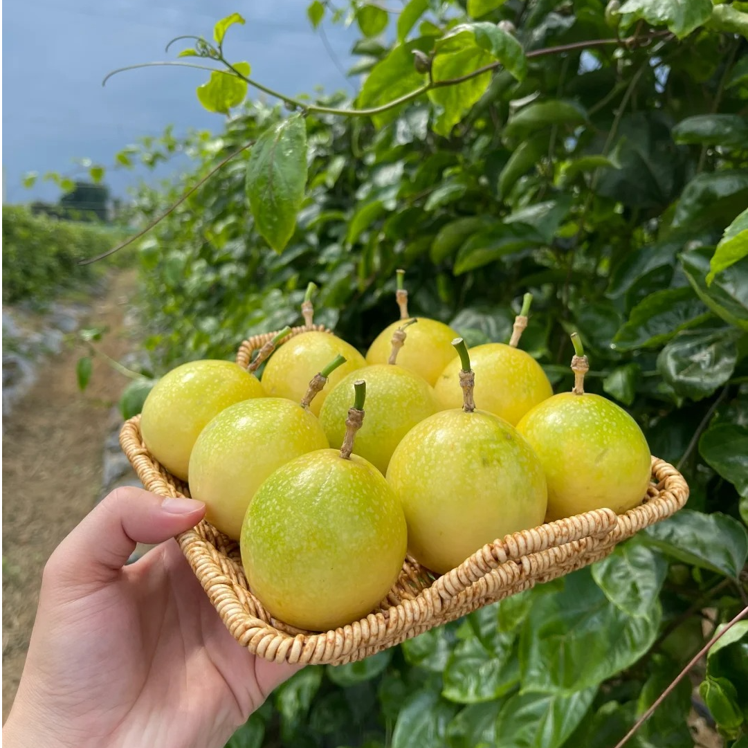 当季新鲜广西钦蜜九号百香果香甜多汁正宗水果包邮