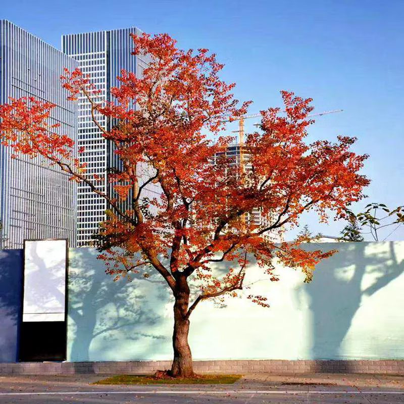 基地直供乌桕 乌桕树 红叶乌桕 乌桕小树苗木 行道树庭院耐寒树苗