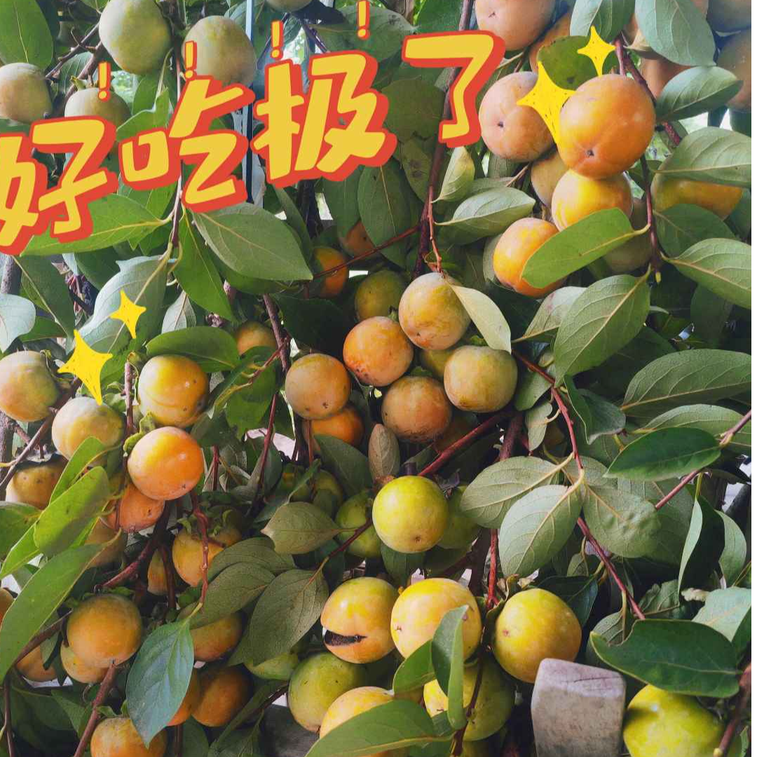 水果柿子脆脆甜甜