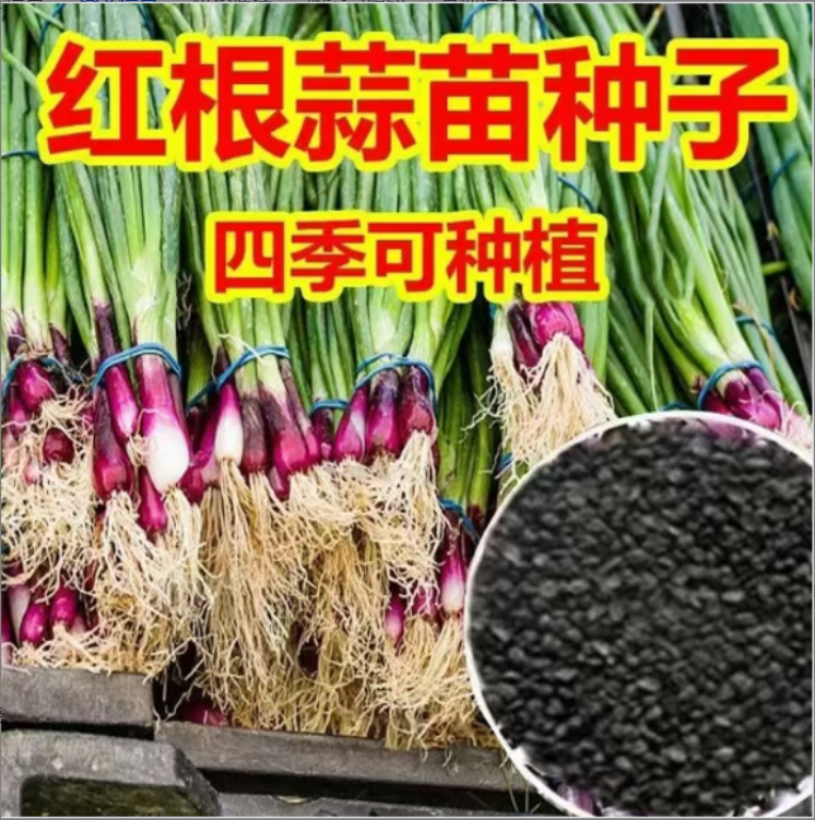 红根蒜苗种子红根香蒜硬叶蒜苗一年四季三茬连续均可种植蒜苗种籽