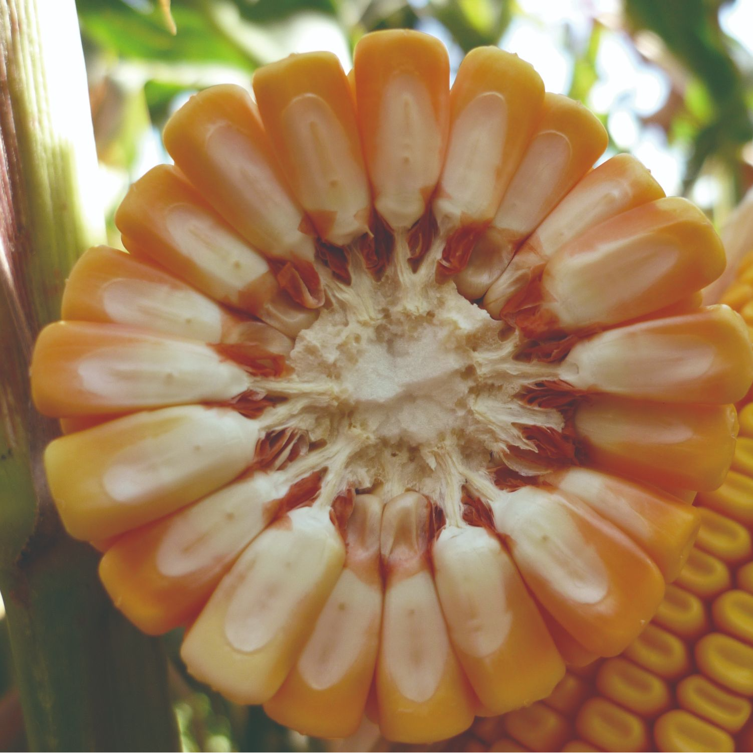 国审5783粒庆玉783【晶】高产玉米种正品保真